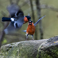 Buy canvas prints of Male bullfinches bickering over food. by Chris North