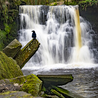 Buy canvas prints of A convenient perch at Goitstock Waterfall by Chris North