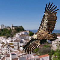 Buy canvas prints of Gryphon vulture over Casares village. by Chris North