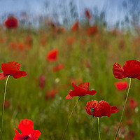 Buy canvas prints of Field of Poppies Panorama.  by Chris North