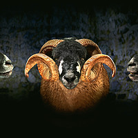 Buy canvas prints of Dales Breed Ram by Chris North