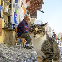 Buy canvas prints of Cat and shop keeper, Rhodes. by Chris North