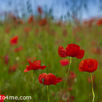 Buy canvas prints of A meadow of poppies. by Chris North