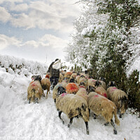 Buy canvas prints of Bringing in the flock, Yorkshire Dales. by Chris North