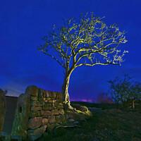 Buy canvas prints of Twilight tree. by Chris North