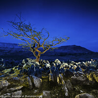Buy canvas prints of Tree and limestone pavement. by Chris North