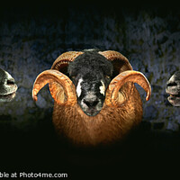 Buy canvas prints of Dales Breed Ram. Triptych. by Chris North