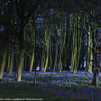 Buy canvas prints of Bluebells of Bolton Abbey woods by Chris North