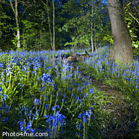 Buy canvas prints of Bluebells of Middleton woods, Ilkley. by Chris North