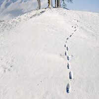 Buy canvas prints of Footsteps to snowy trees at Stoirths. by Chris North