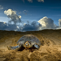 Buy canvas prints of Green Turtle, Ascension Island. by Chris North