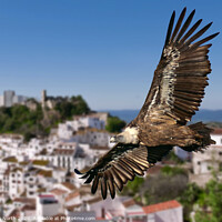 Buy canvas prints of Giffon vulture over Casares, Spain. by Chris North