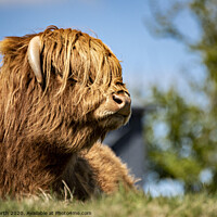 Buy canvas prints of Highland Cattle portrait  by Chris North