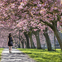 Buy canvas prints of Spring Blossom on Harrogate Stray. by Chris North
