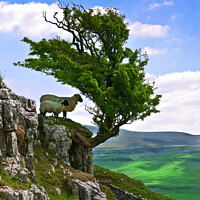 Buy canvas prints of A shady place on Twisleton scar. by Chris North