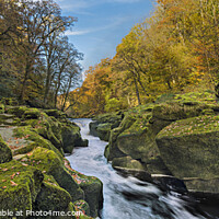 Buy canvas prints of The Strid in autumn, Bolton Abbey estate. by Chris North