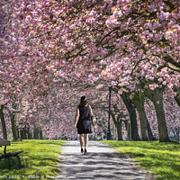 Buy canvas prints of Harrogate Blossom. by Chris North