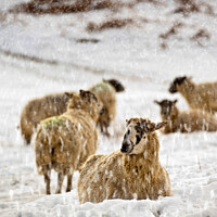 Buy canvas prints of Winter Flock. by Chris North