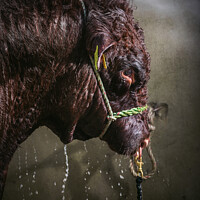Buy canvas prints of Bull power shower. by Chris North