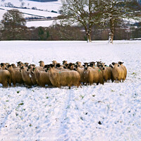Buy canvas prints of Winter Shepherd. by Chris North