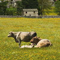 Buy canvas prints of Cows in hay meadows at Muker, Swaledale by Chris North