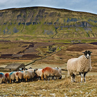 Buy canvas prints of Sheep on Fawcett Moor. Horton in Ribblesdale North Yorkshire. by Chris North