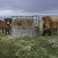 Buy canvas prints of Highland Cow and Calf on Ilkley moor. by Chris North