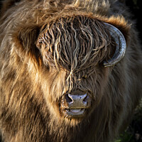 Buy canvas prints of Highland portait by Chris North