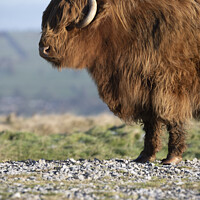Buy canvas prints of Highland cattle on Ilkley Moor by Chris North