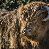 Buy canvas prints of Highland cattle on Ilkley Moor by Chris North