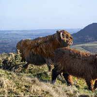Buy canvas prints of  Highland cattle grazing on Ilkley moor. by Chris North