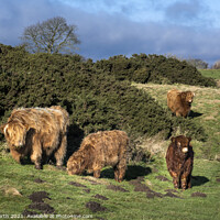 Buy canvas prints of  Highland cattle grazing on Ilkley moor. by Chris North