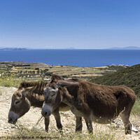 Buy canvas prints of Grazing donkeys onn the Island of Sifnos. by Chris North