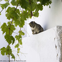 Buy canvas prints of Cat in the shade, Dryopida  Kythnos, Greek Islands by Chris North