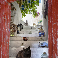 Buy canvas prints of Cat and curios, Kythnos Greek Islands. by Chris North