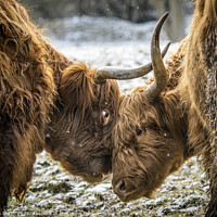 Buy canvas prints of Beef Encounter  by Chris North