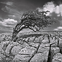 Buy canvas prints of Wind swept tree on Twisleton moor, Yorkshire Dales. by Chris North
