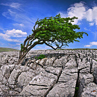 Buy canvas prints of Wind swept tree on Twisleton moor, Yorkshire Dales. by Chris North