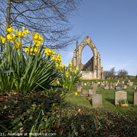 Buy canvas prints of Daffodils in the spring sunshine at Bolton Abbey Estate. by Chris North