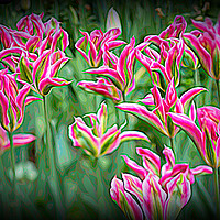 Buy canvas prints of Pink Yellow and Green Tulips in the Spring by Robert M. Vera