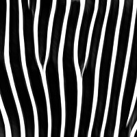 Buy canvas prints of Grevy's Zebra  by Robert M. Vera