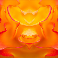 Buy canvas prints of Orange and Yellow Rose Composite by Robert M. Vera