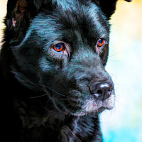 Buy canvas prints of Akita Chow Mixed Breed Dog - Jenny by Robert M. Vera
