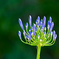 Buy canvas prints of Agapanthus about to bloom by Robert M. Vera