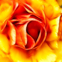 Buy canvas prints of Orange and Yellow Rose by Robert M. Vera