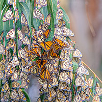 Buy canvas prints of Monarch Butterflies on a Eucalyptus Tree by Robert M. Vera