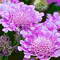 Buy canvas prints of Pink Scabiosa also known as Pincushion by Robert M. Vera