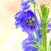 Buy canvas prints of Blue Delphinium in the Spring - Larkspur by Robert M. Vera