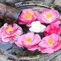 Buy canvas prints of Camellia flowers in Japanese fountain by Robert M. Vera