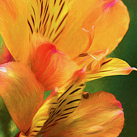 Buy canvas prints of Alstroemeria - Peruvian Lily, Lily of the Incas by Robert M. Vera